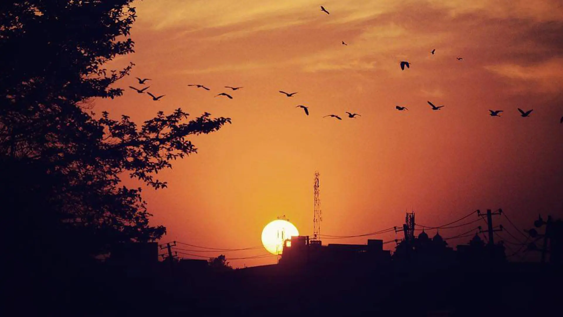 Sunset with shadows of trees and birds