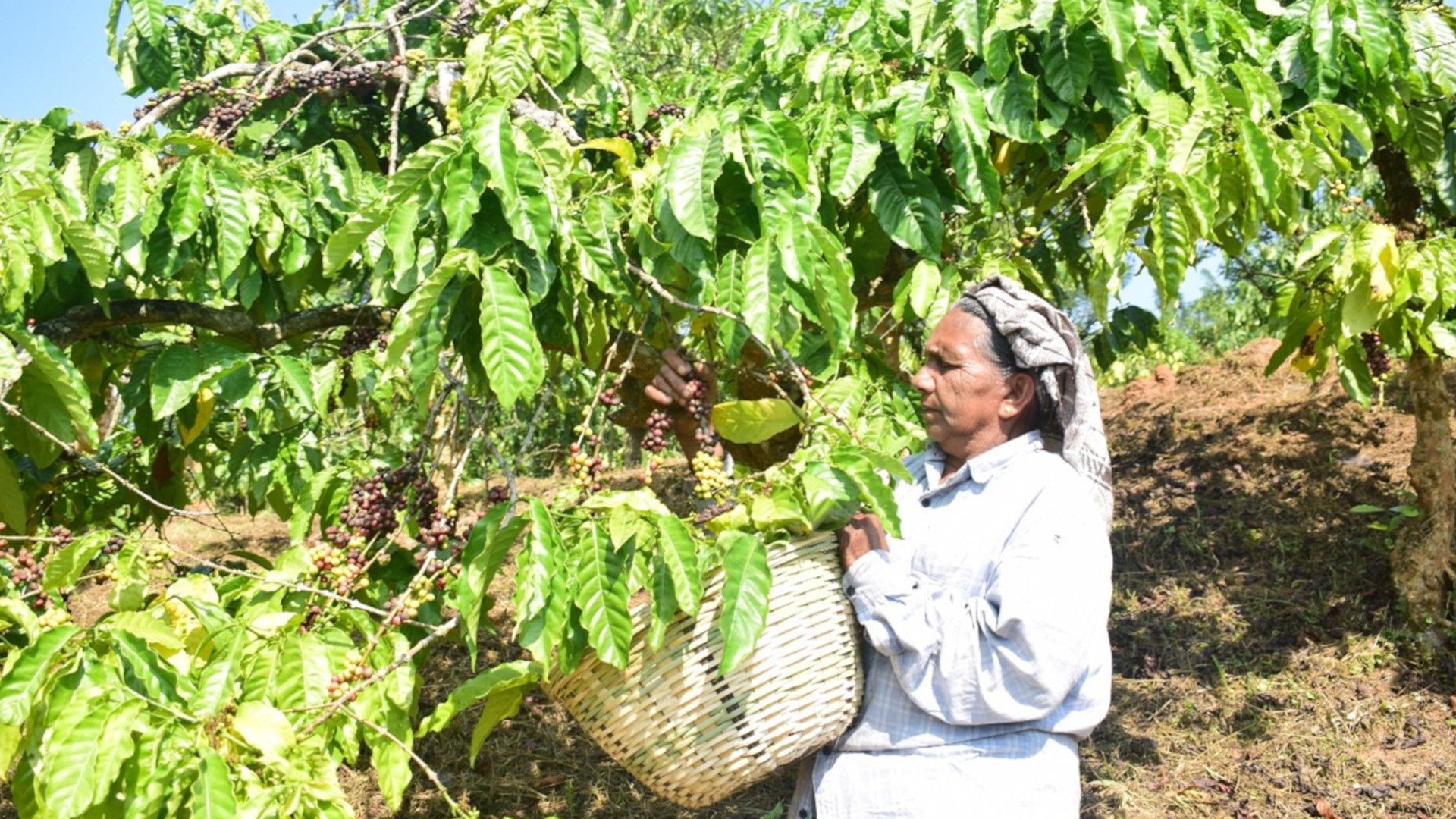 A woman in a headscarf picks plant, placing them into a woven basket.