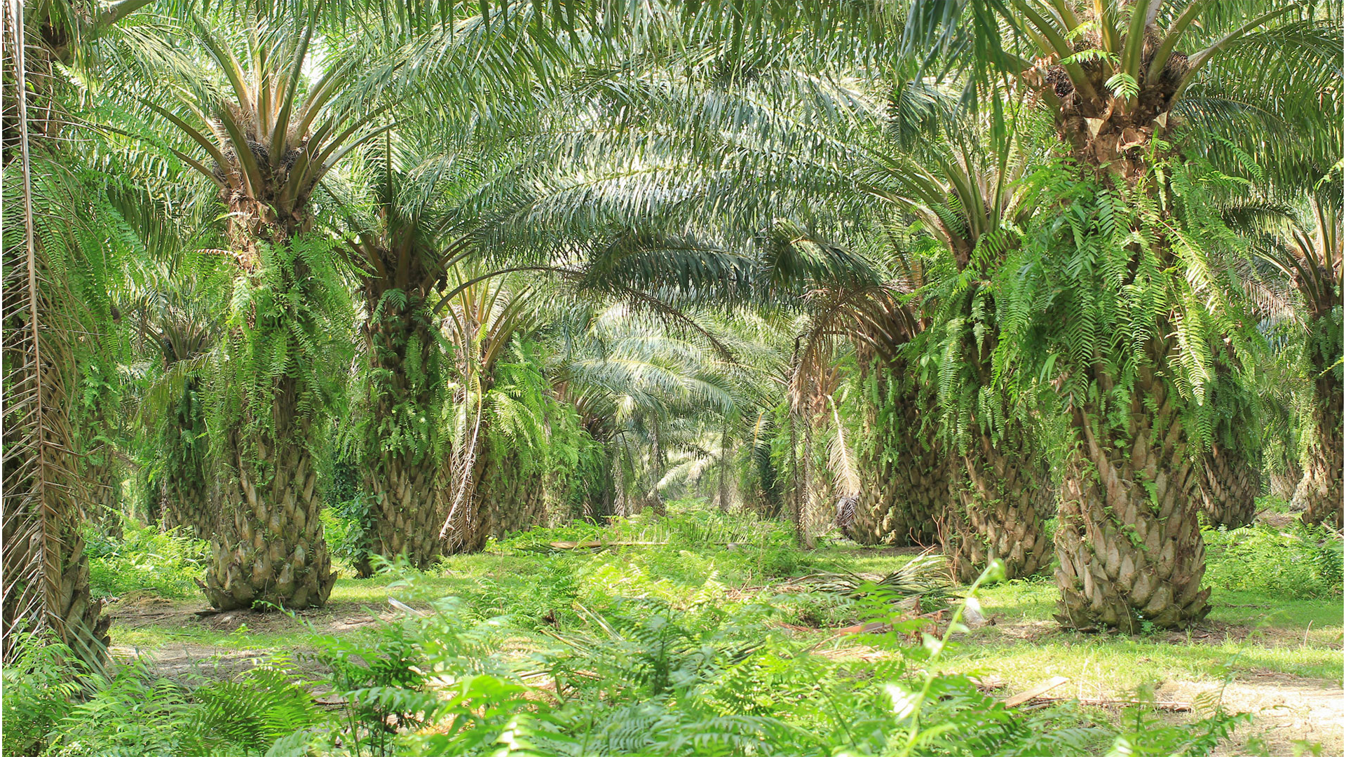 Rows of tall palm trees with dense green fronds and undergrowth in a tropical plantation.