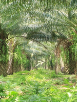 Rows of tall palm trees with dense green fronds and undergrowth in a tropical plantation.