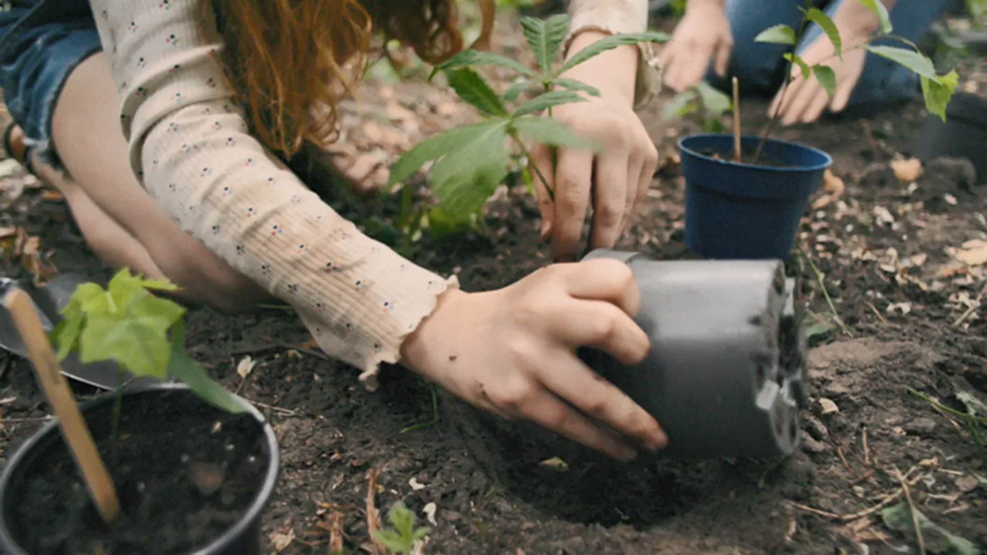 A person potting a plant