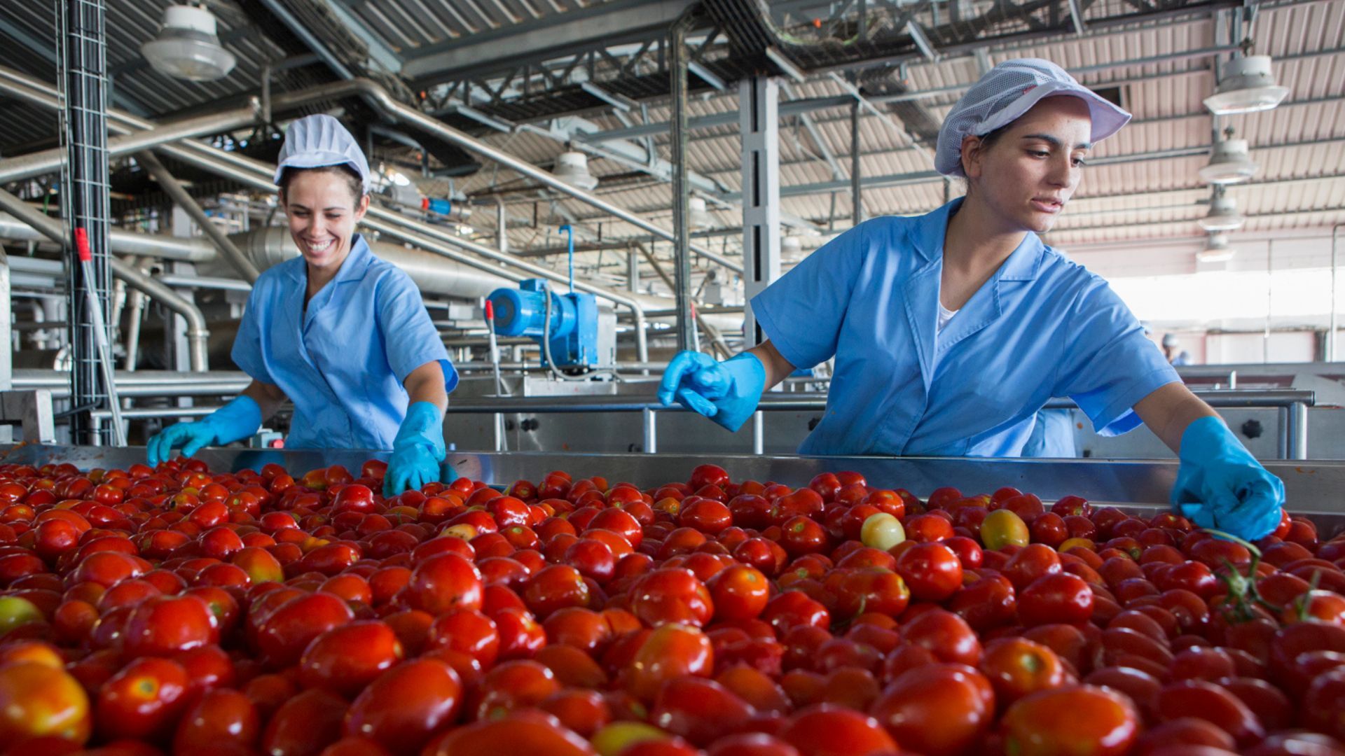 Two women sorting tomatoes in a factory