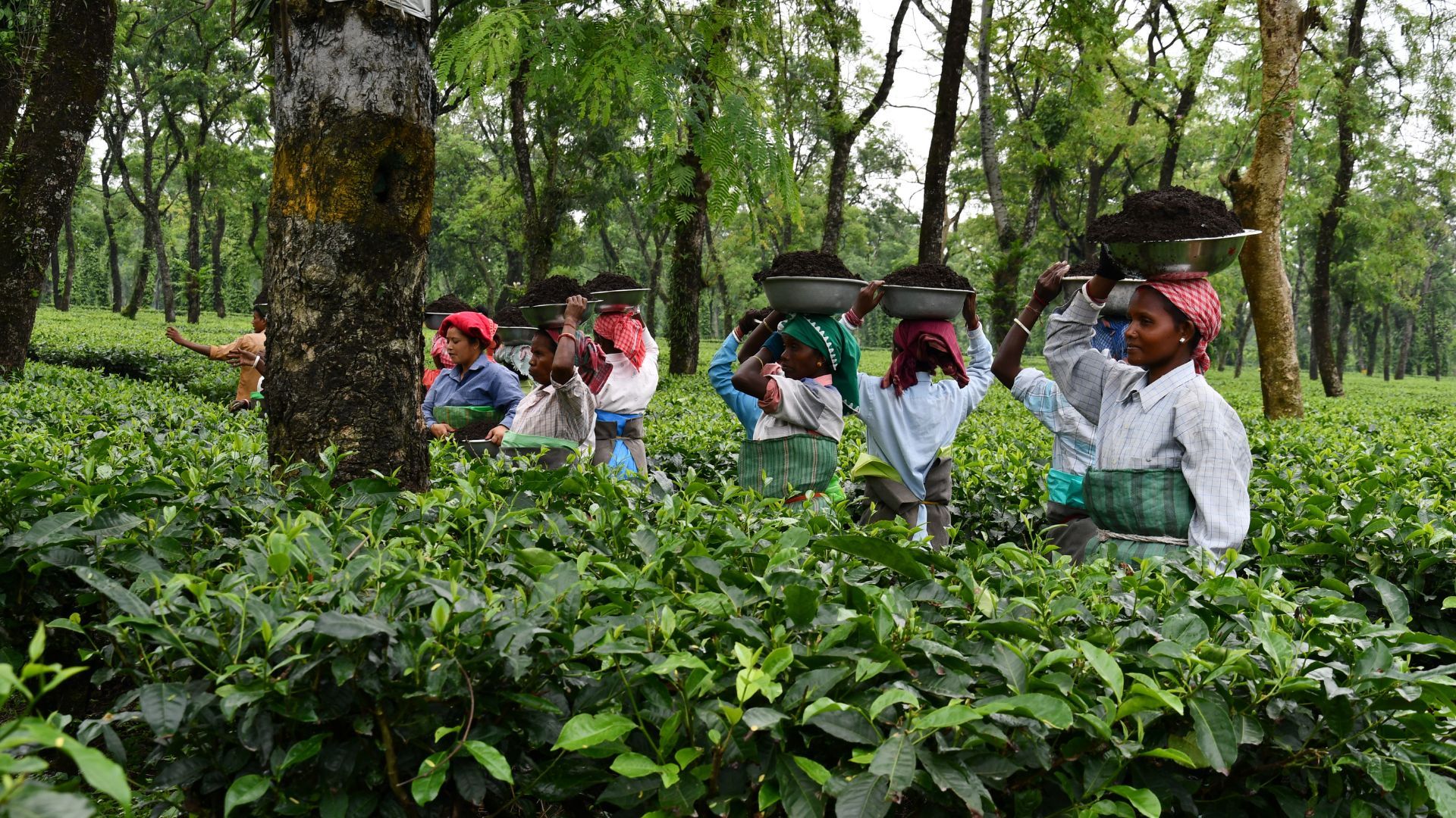 Tea plantation workers carry baskets of harvested leaves through rows of tea plants.