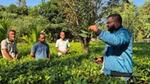 Tea workers learning about regenerative agricultural practices.