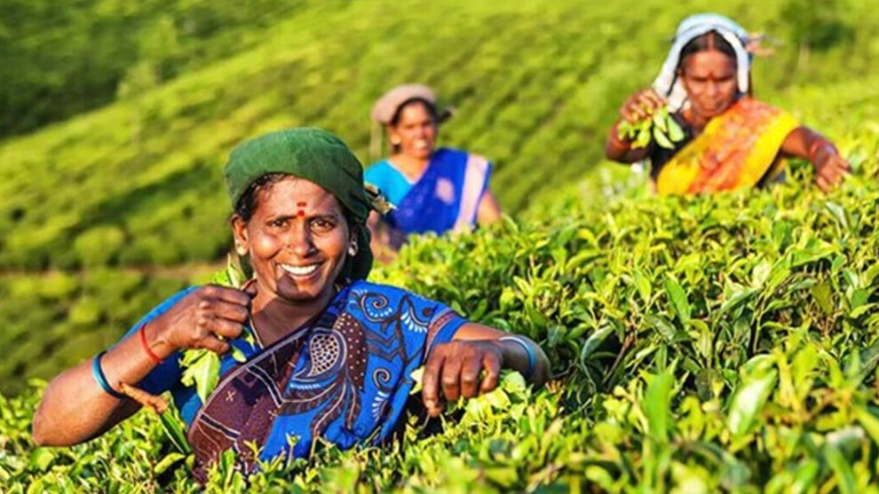 Tea worker in a tea garden