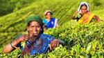 Tea worker in a tea garden