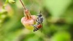 Close-up of a small bee pollinating a pink flower bud, with soft green blurred background and visible pollen details.