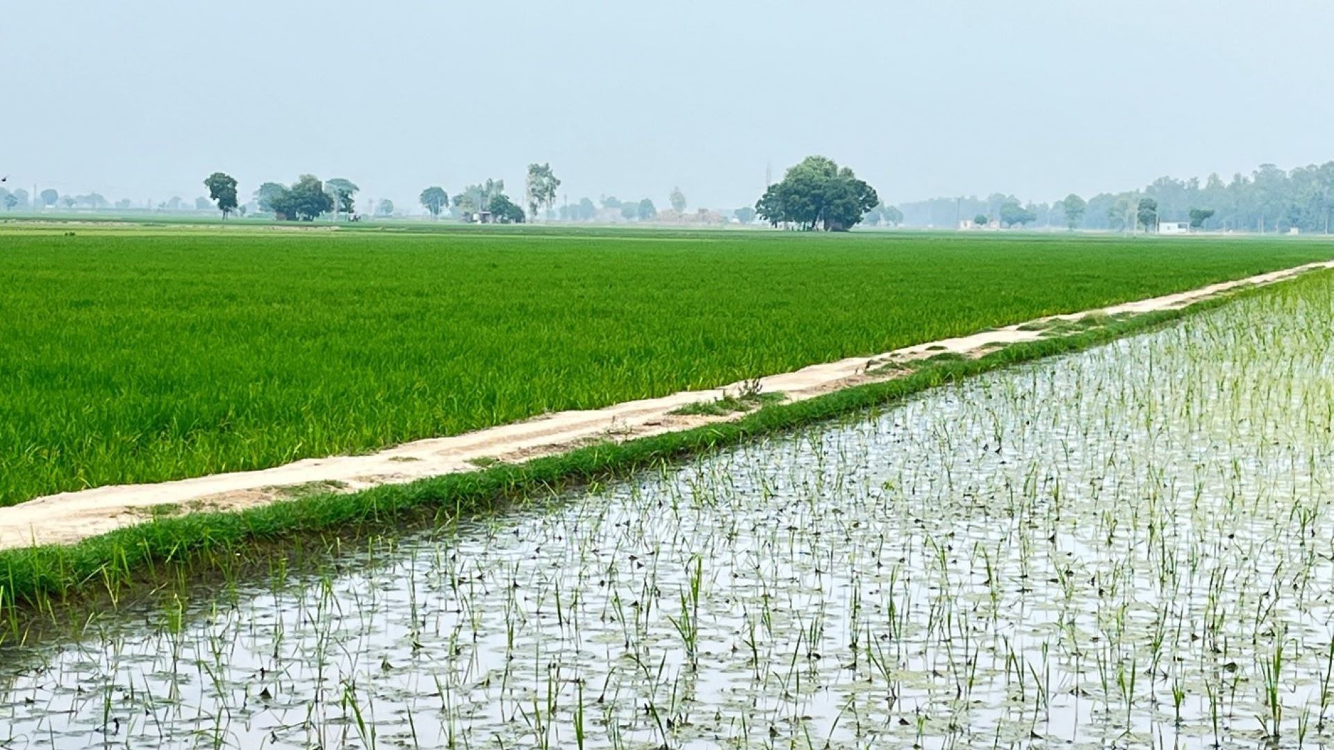 Scenic field path stretching into the distance, surrounded by lush greenery.