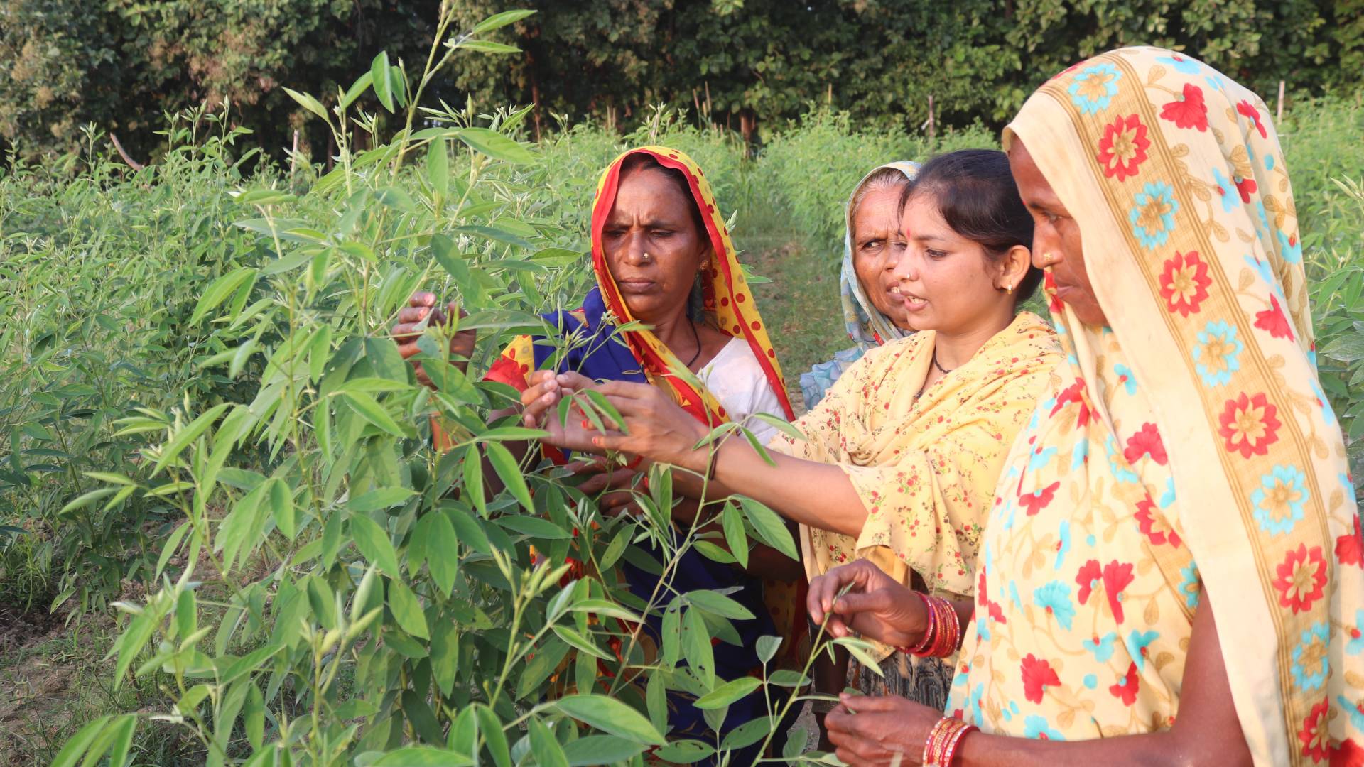 Women examining plants in a lush green field
