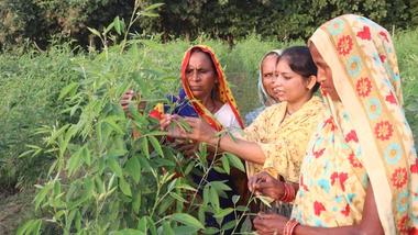 Women examining plants in a lush green field