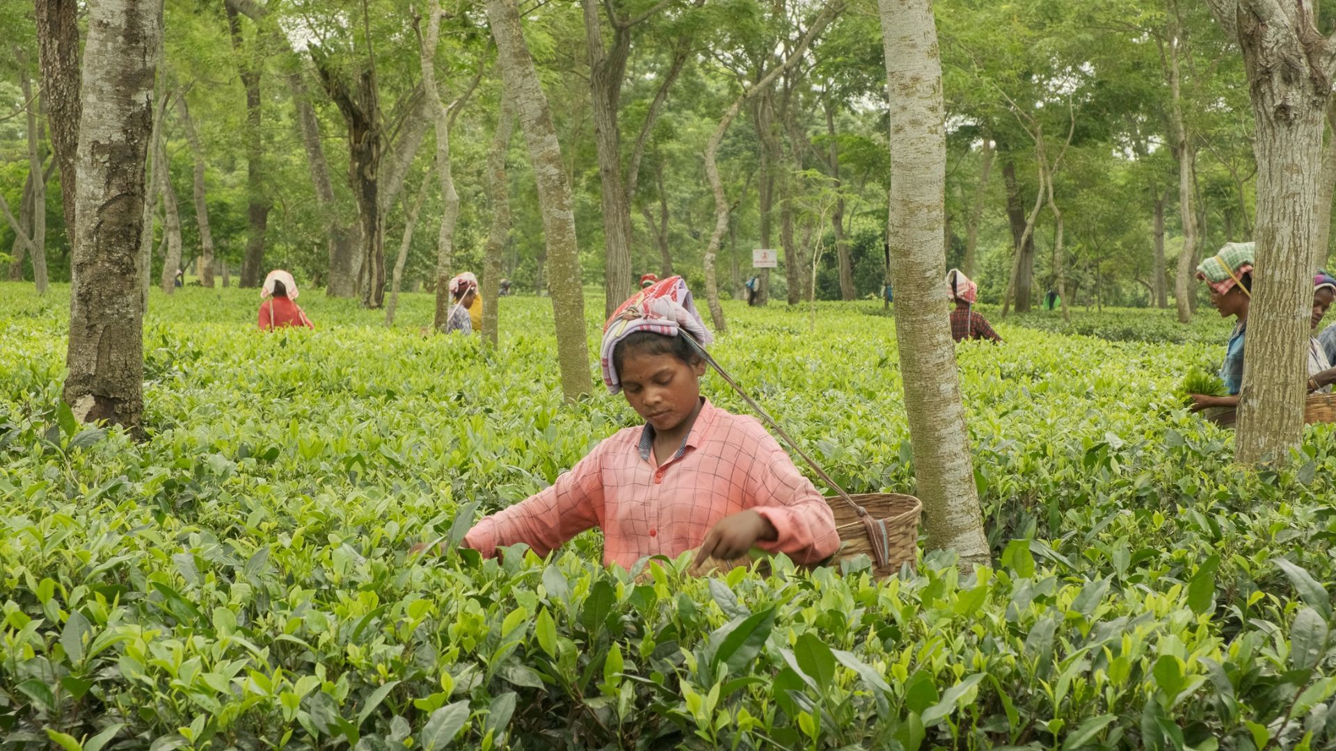 Image of a woman tea worker plucking tea leaves on a tea farm in Assam, India