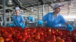 Two women in work overalls sort tomatoes on a factory production line