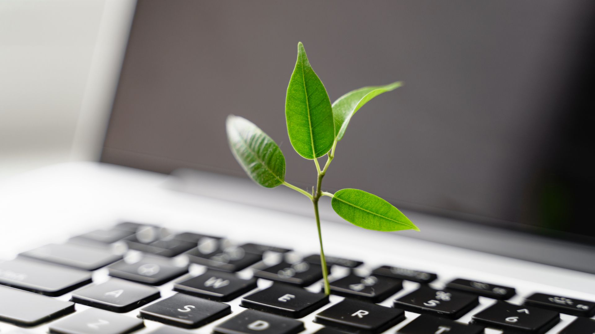 Computer keyboard with a green sapling growing in between the keys 