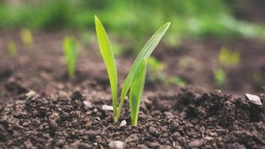 Seedling in the ground