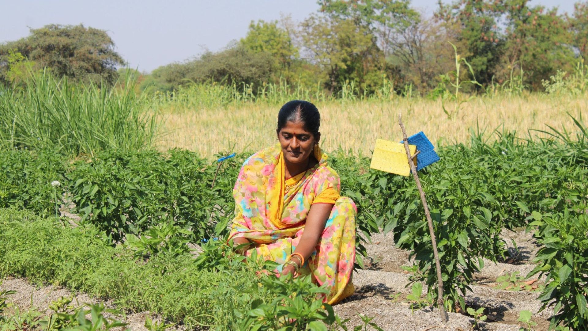Rukmini Dalvi at a vegetable garden.