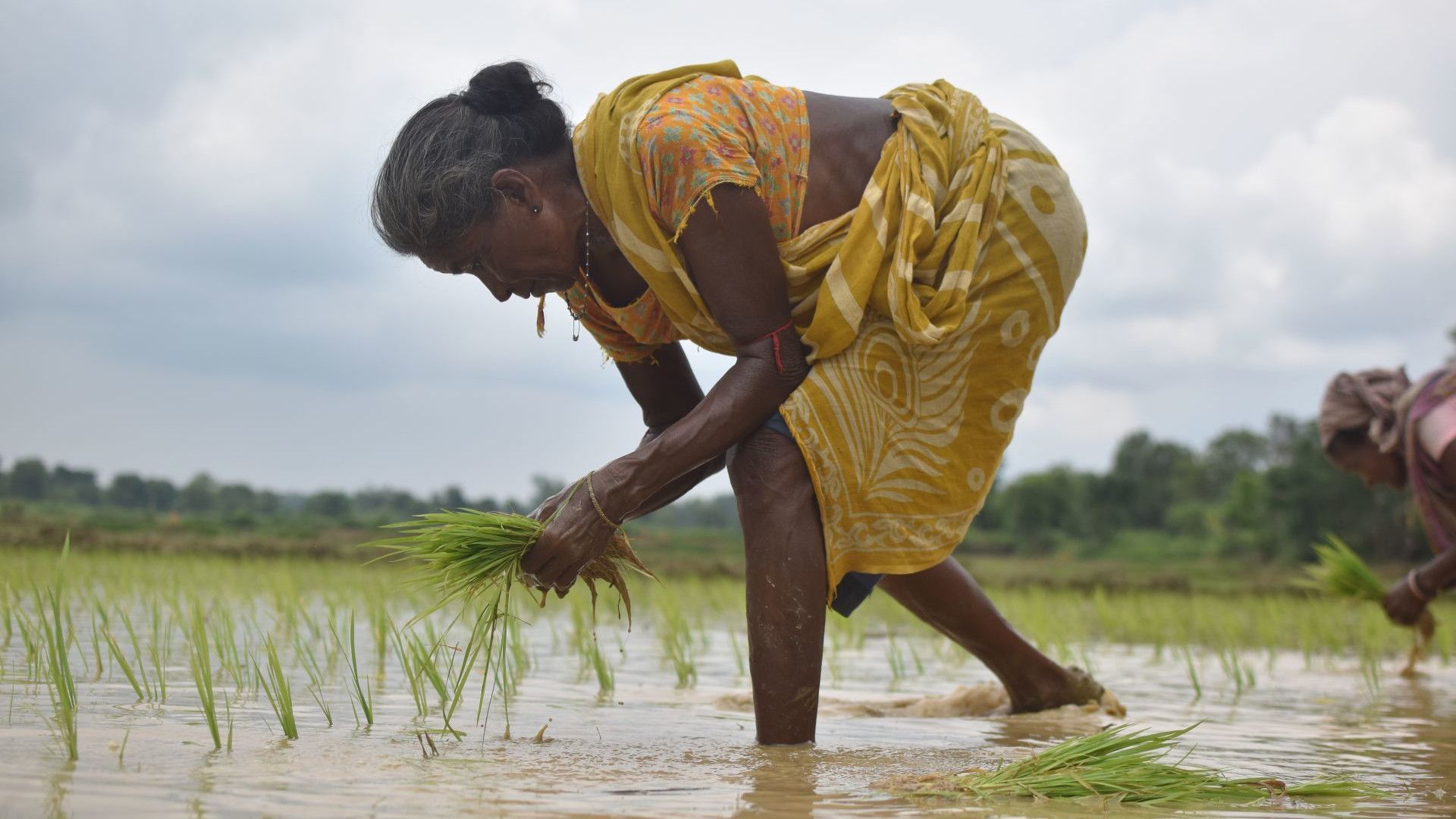 A woman working at a plantation.