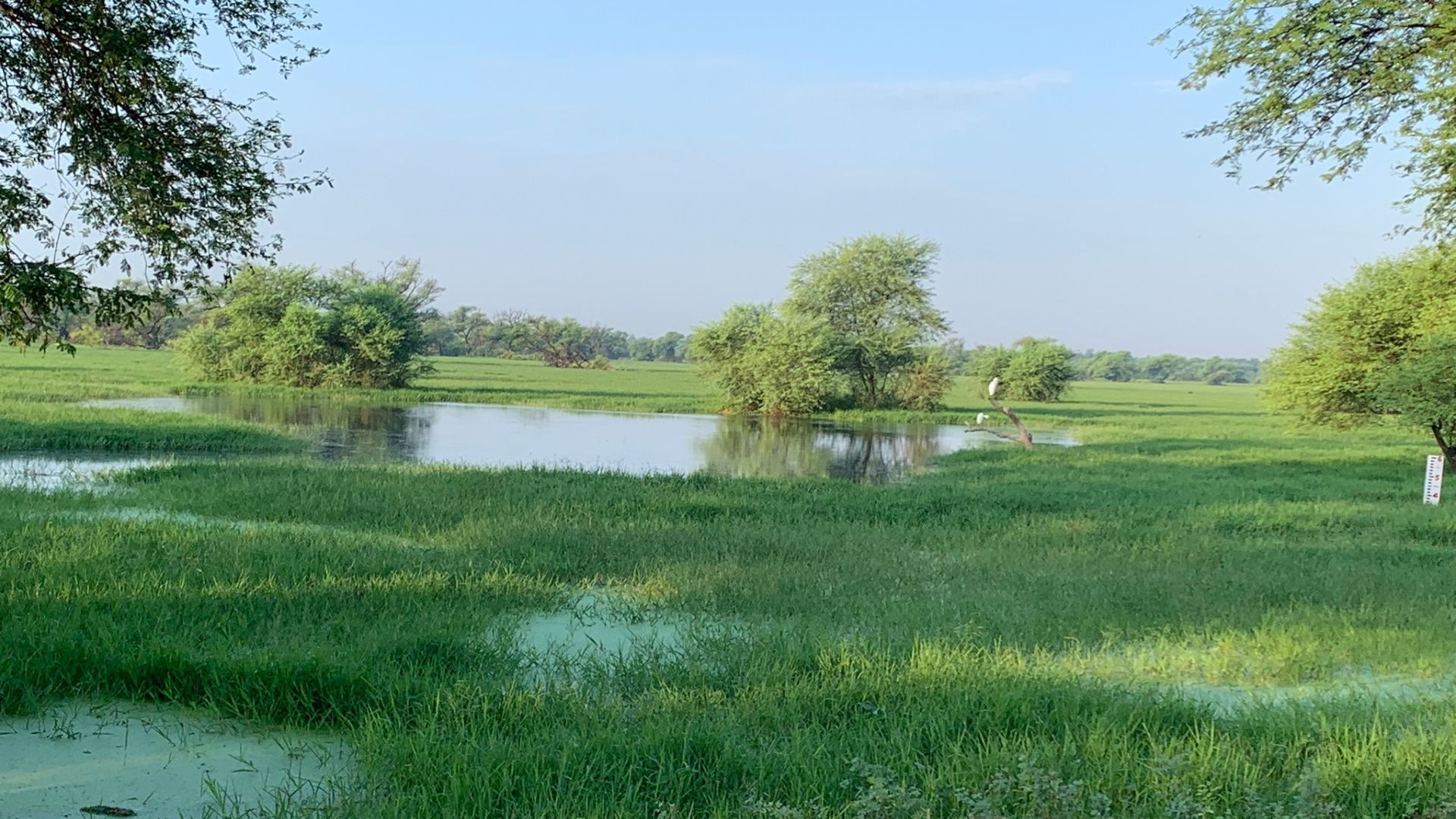 An reference image a wetland site with water and green grass and trees. 