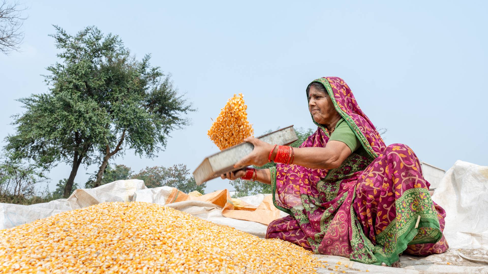 Woman in colorful attire sifting corn outdoors.