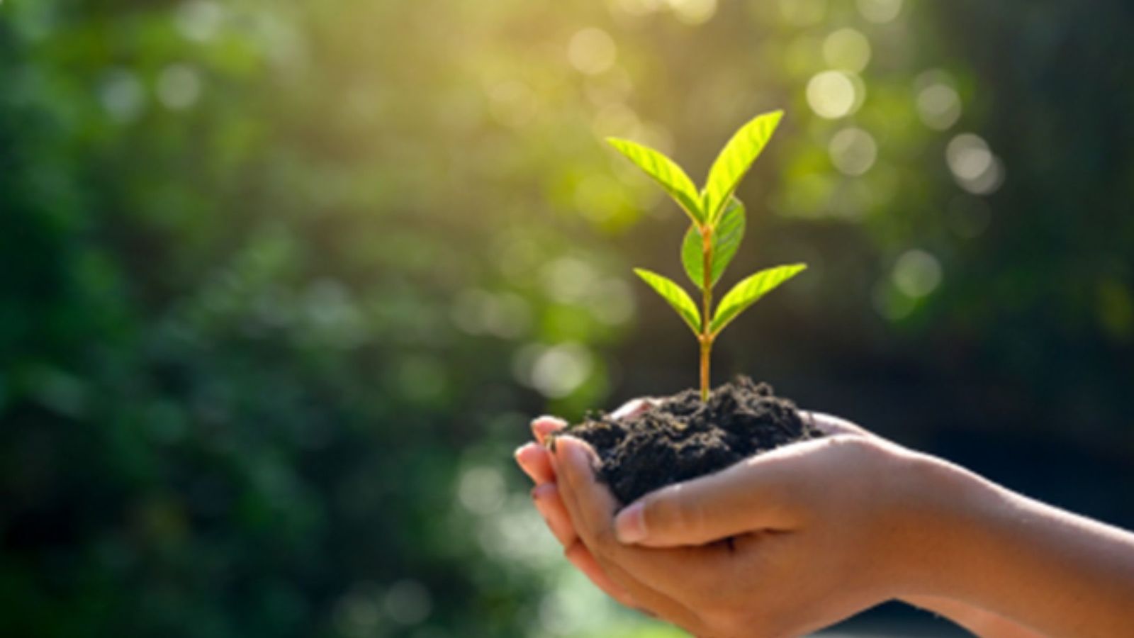 Image of a person's hands holding soil and a small leaf.