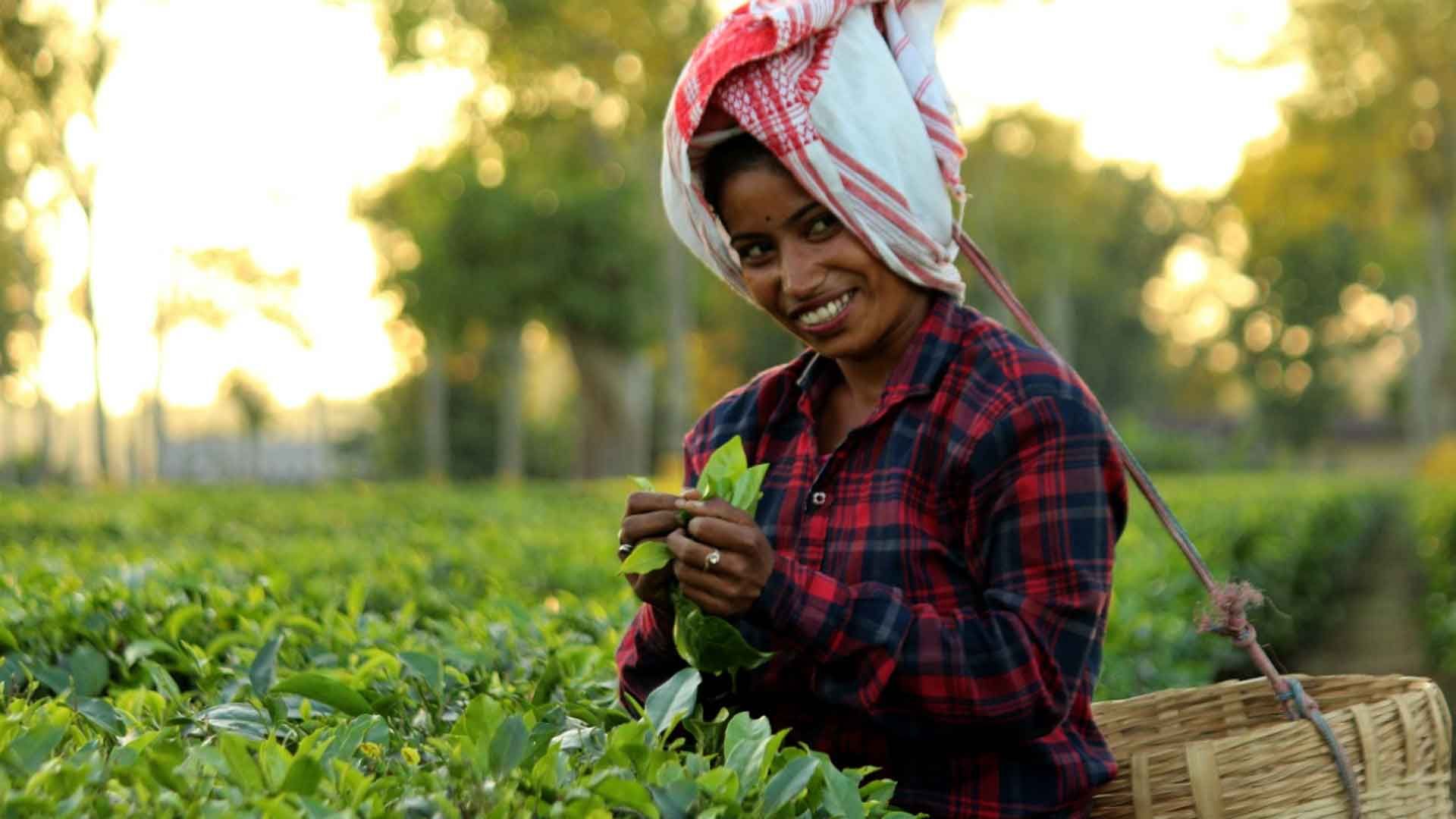 Tea worker 