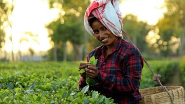 Tea worker