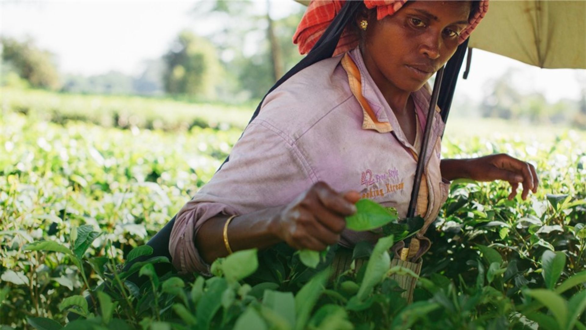 A woman working in a tea field