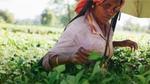 A woman working in a tea field