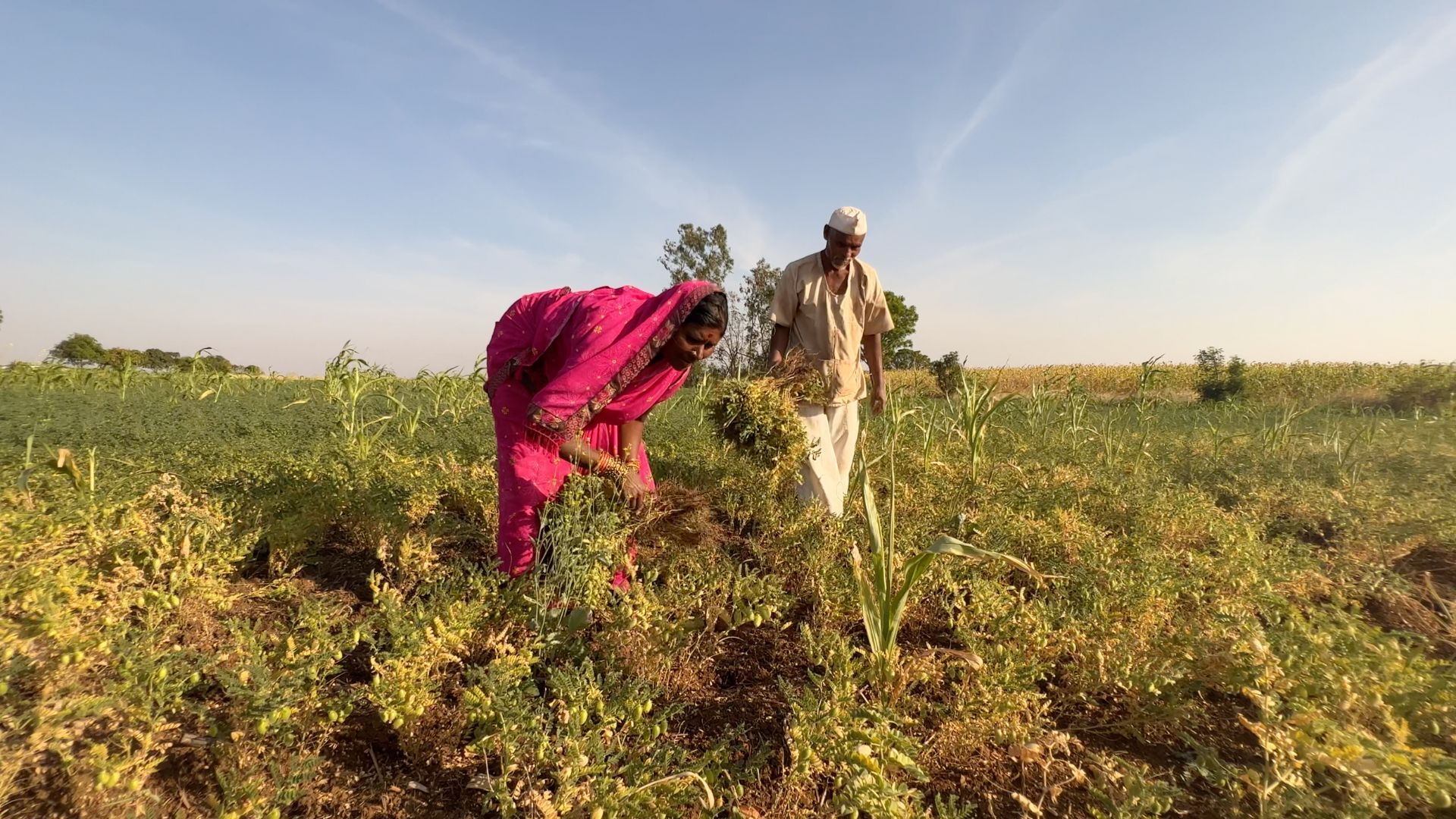 A picture that includes a male and a female farmer working on a farm