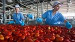 two ladies wearing blue gloves and unilever uniform sorting through a massive vat of tomatoes in a warehouse