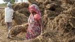 Two Indian rice farmers tidy bales of waste from their crop which can be used as a feedstock for chemicals.
