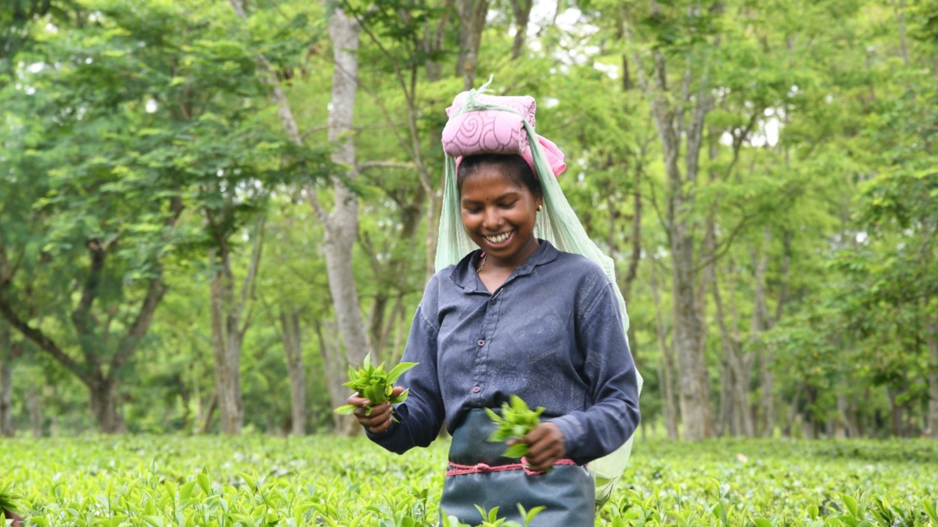 Tea farmer