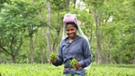 Tea farmer