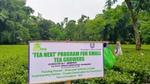 Tea Next program sign stands among tea plants as workers harvest leaves in a lush plantation.