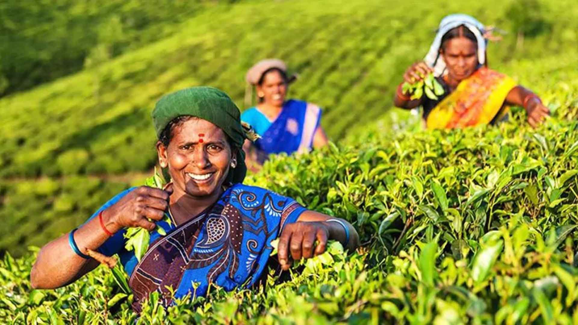 A picture of a group of women plucking tea leaves. 