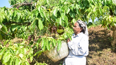 Coffee harvesting from a smallholder farm