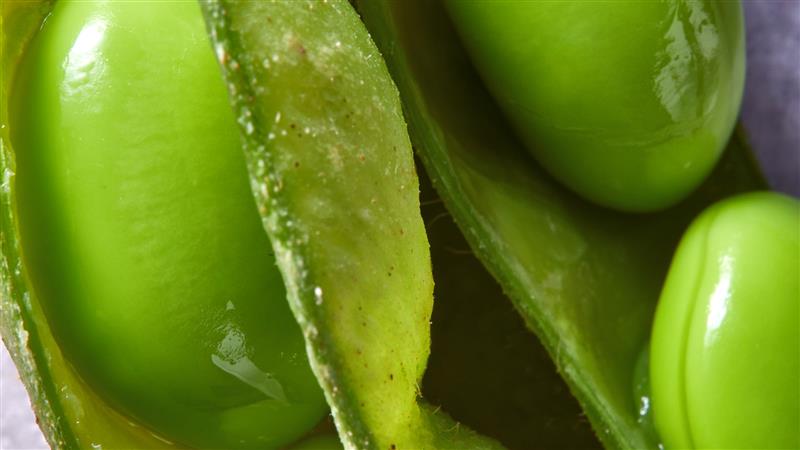 Close-up of green edamame beans in a pod.