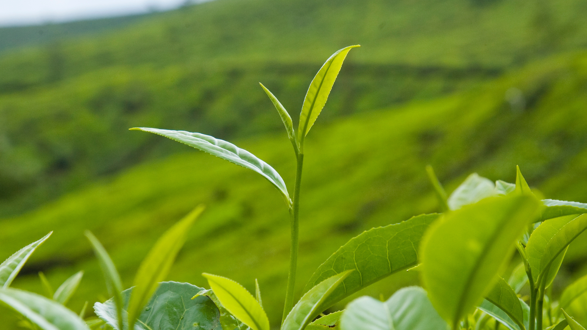 An image of a farmland with green plants.